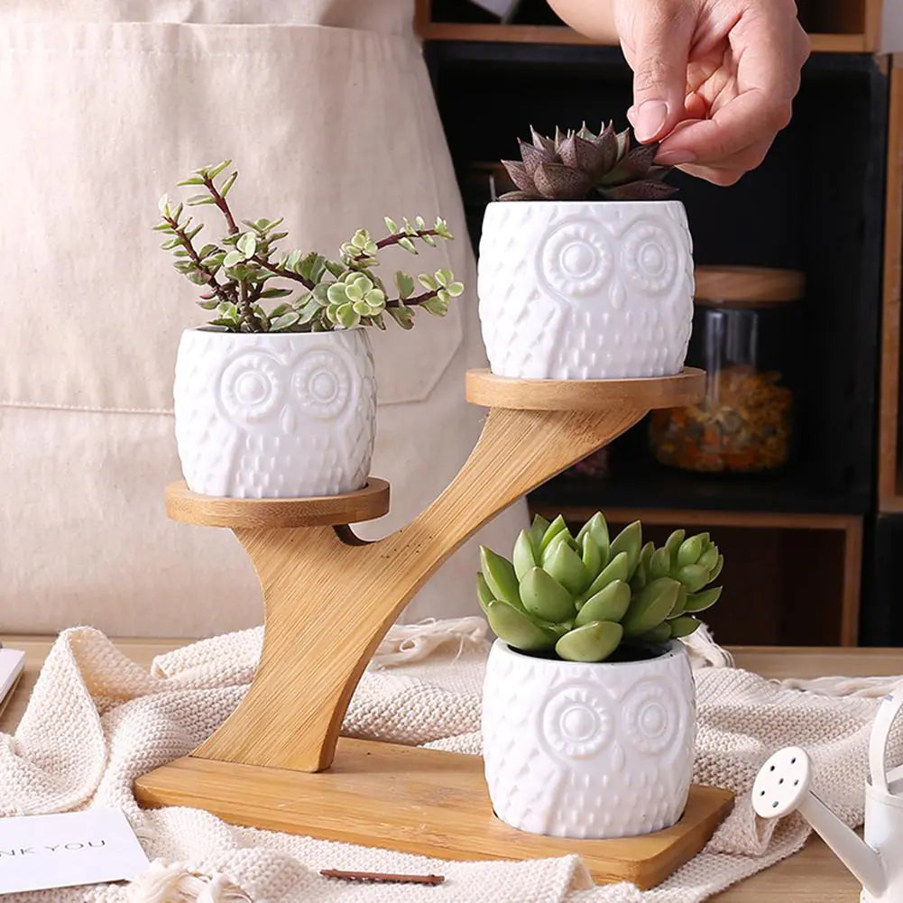 Ceramic Succulent Pots for Indoor Plants