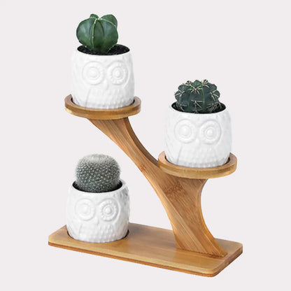 Ceramic Succulent Pots for Indoor Plants